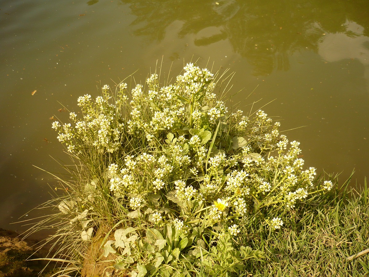Cochlearia aestuaria (Brassicaceae)